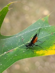 Atanycolus cappaerti