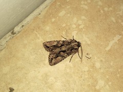 Dryobotodes tenebrosa