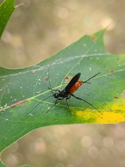 Atanycolus cappaerti