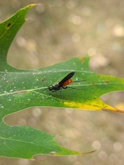 Atanycolus cappaerti