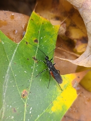 Atanycolus cappaerti