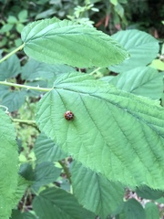 Harmonia axyridis