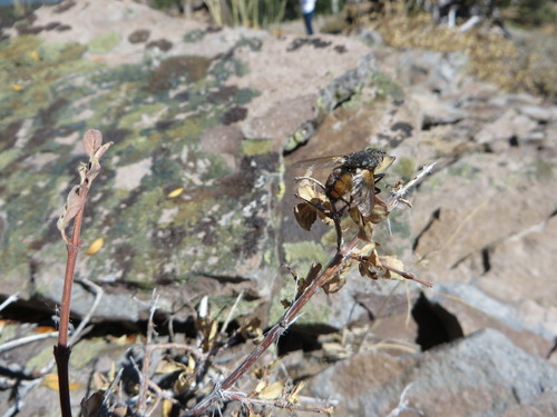 iNaturalist observation photo of Tachinid Flies