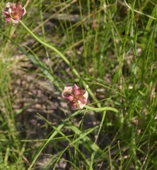 Allium drummondii
