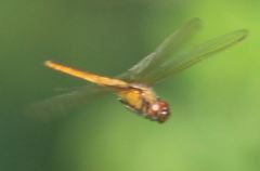 Tauriphila australis