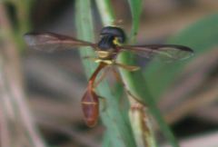 Salpingogaster punctifrons