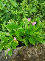 Talinum fruticosum