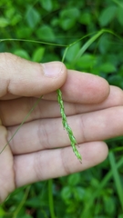 Carex debilis rudgei
