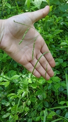 Carex debilis rudgei