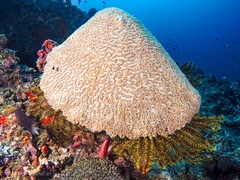 Physogyra lichtensteini