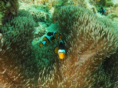 Amphiprion percula
