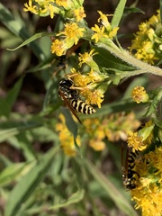 Polistes dominula