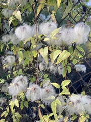 Clematis tangutica