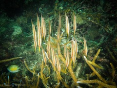 Centriscus scutatus