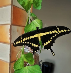 Heraclides thoas