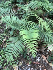 Pelazoneuron puberulum