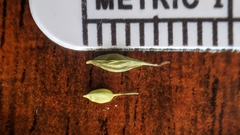 Carex debilis rudgei