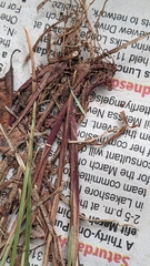 Carex debilis rudgei