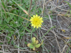 Arnoseris minima