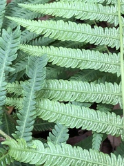 Pelazoneuron puberulum