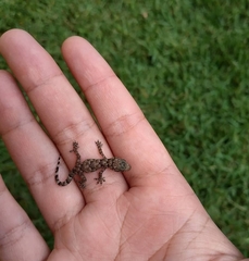 Hemidactylus mabouia