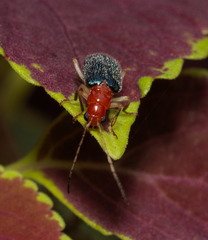 Trichobalya bowringii