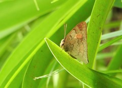 Euselasia thucydides