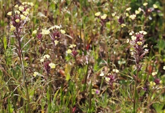 Triphysaria eriantha