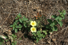 Potentilla recta pilosa