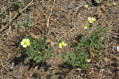 Potentilla recta pilosa
