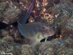 Ophioblennius atlanticus