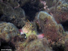 Ophioblennius atlanticus