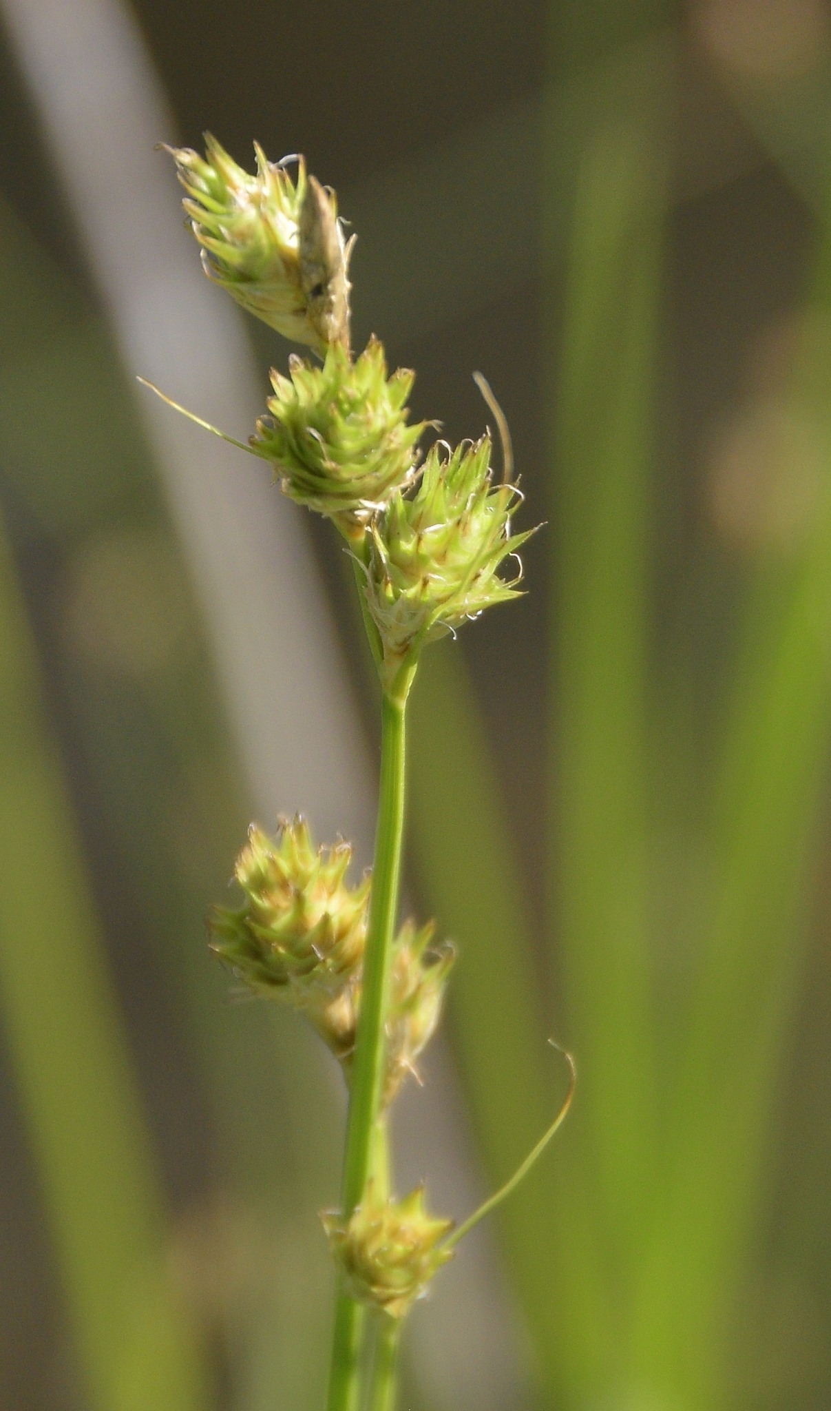 Carex tetrastachya
