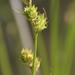 Britton's Sedge - Photo (c) Carolyn Gritzmaker, some rights reserved (CC BY-NC), uploaded by Carolyn Gritzmaker