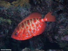 Heteropriacanthus fulgens