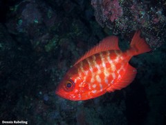 Heteropriacanthus fulgens