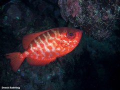 Heteropriacanthus fulgens