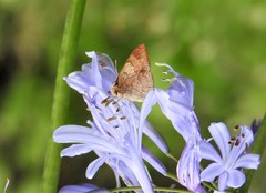 Euselasia thucydides