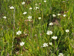 Platystemon californicus