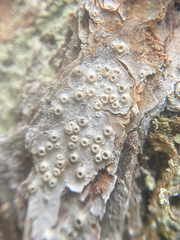 Thelotrema