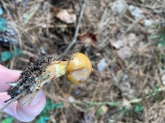 Suillus salmonicolor