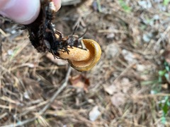 Suillus salmonicolor