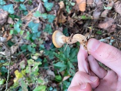 Suillus salmonicolor