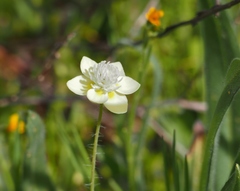 Platystemon californicus