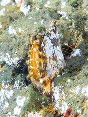Pinctada imbricata