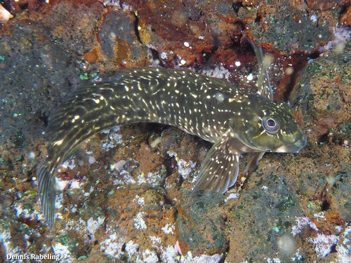 Rock-pool Blenny