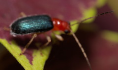 Trichobalya bowringii