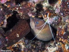 Gymnothorax unicolor