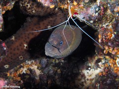 Gymnothorax unicolor