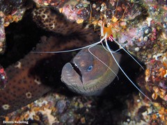Gymnothorax unicolor